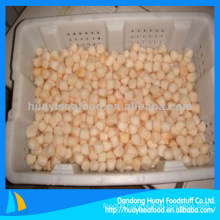 Supply good quality competitive scallop frozen bay scallop